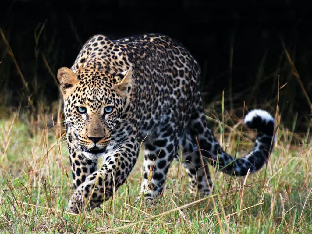 Testing blog for Jhalana Leopard Safari