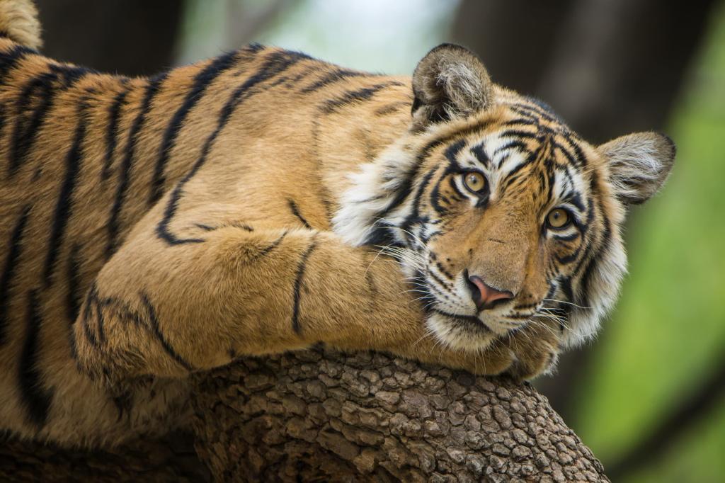 sariska safari