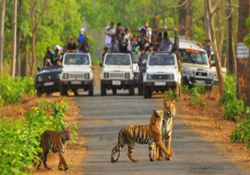 Sariska Jungle Safari Package - 2 Nights