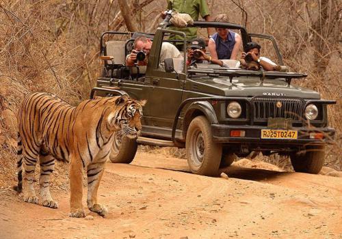 Jungle Safari Package for Ranthambhore & Sariskan