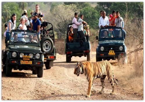 Day Trip with Jungle Safari in Sariska & Ranthamboren